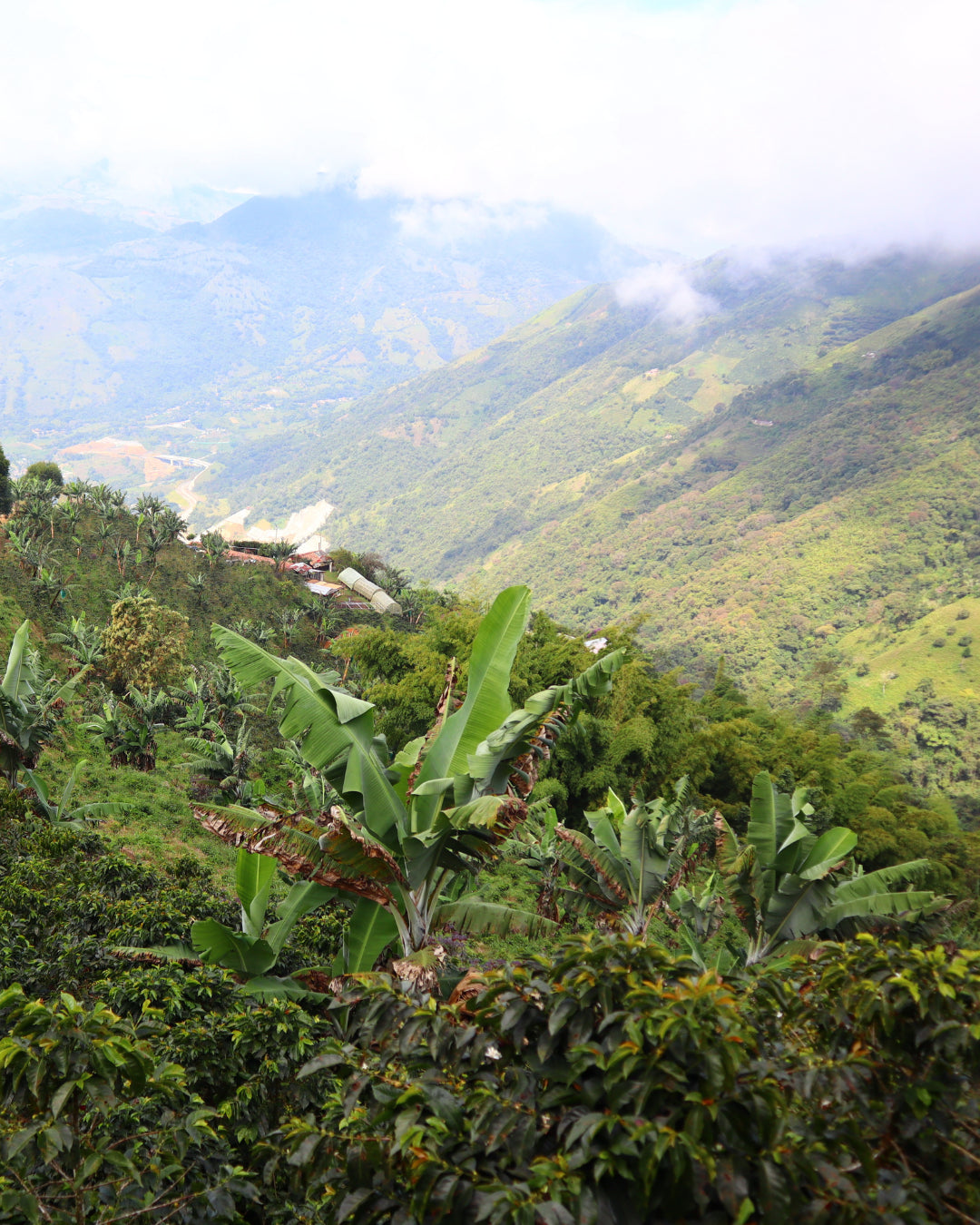 Medellin Coffee Roasters - La vega