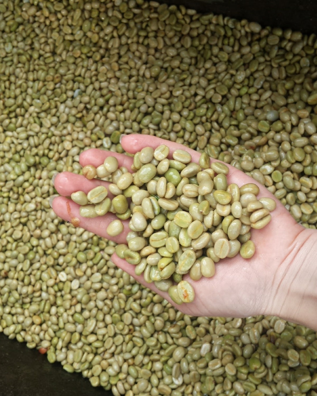 Medellin Coffee Roasters - LA MARIA