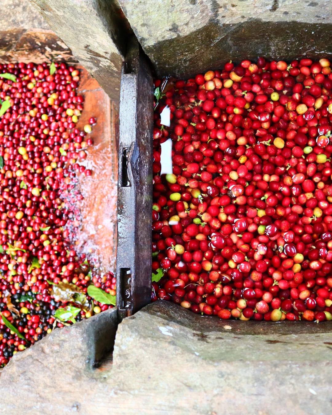 Medellin Coffee Roasters - LA MARIA