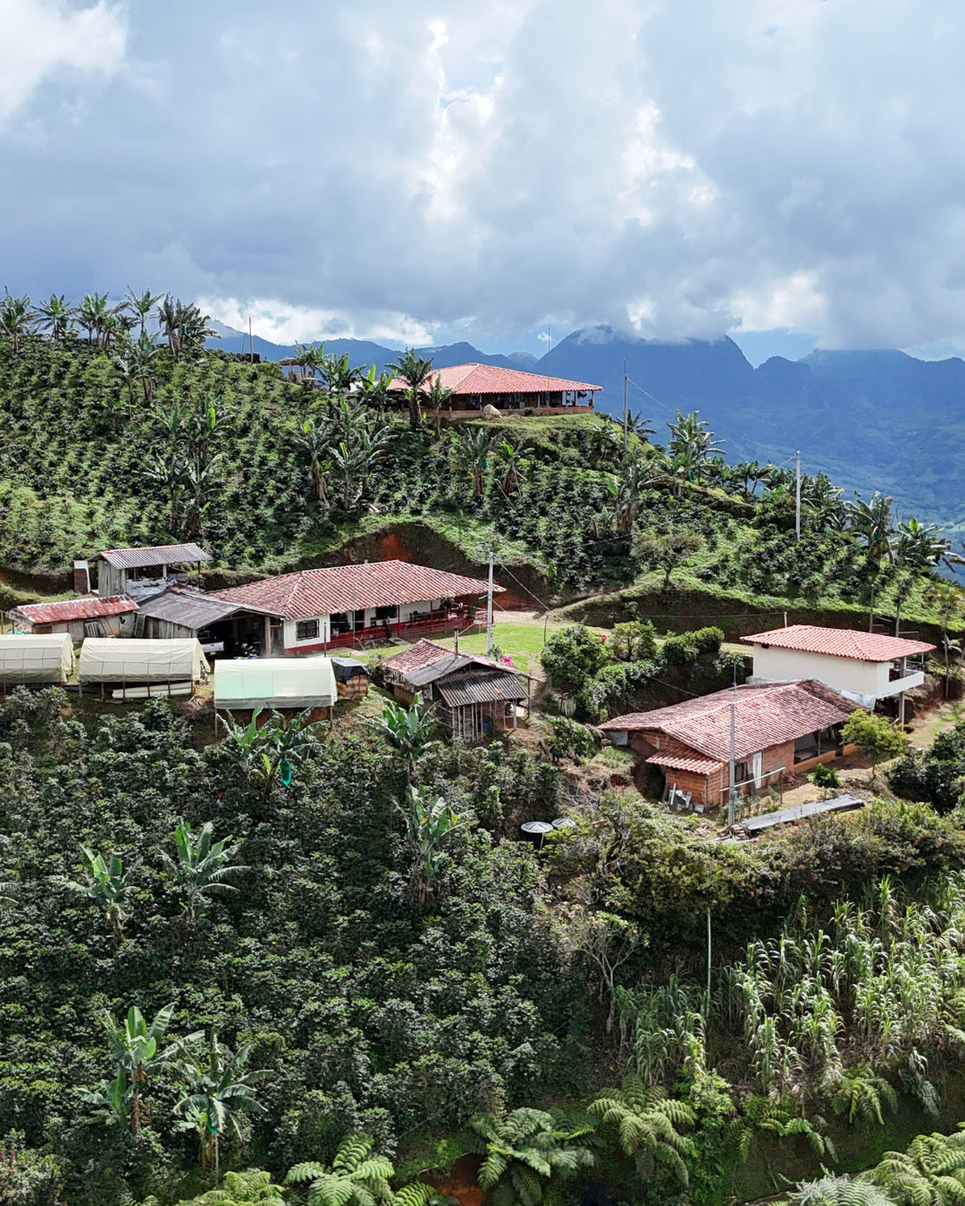 Medellin Coffee Roasters - El camilo