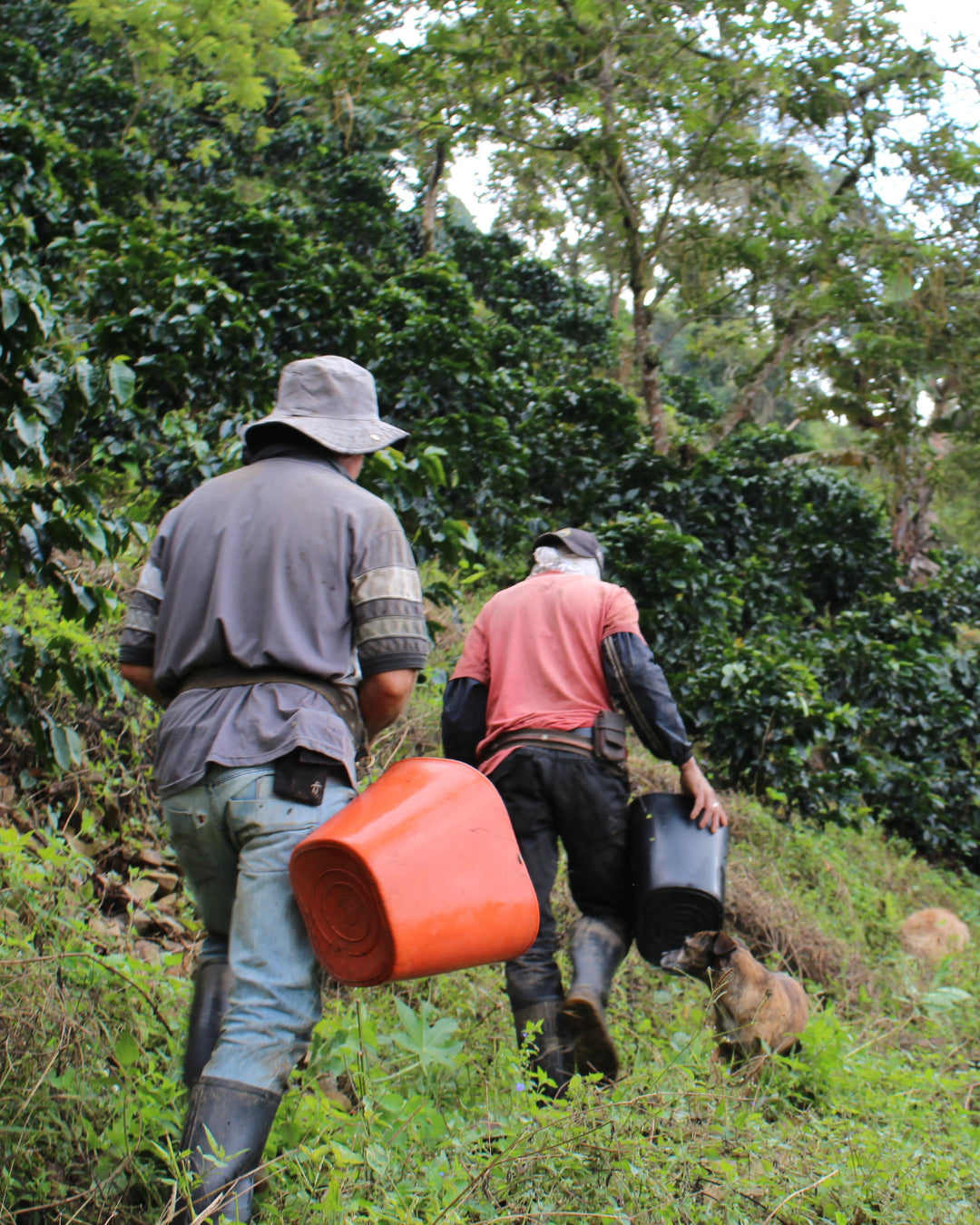 Medellin Coffee Roasters - El camilo