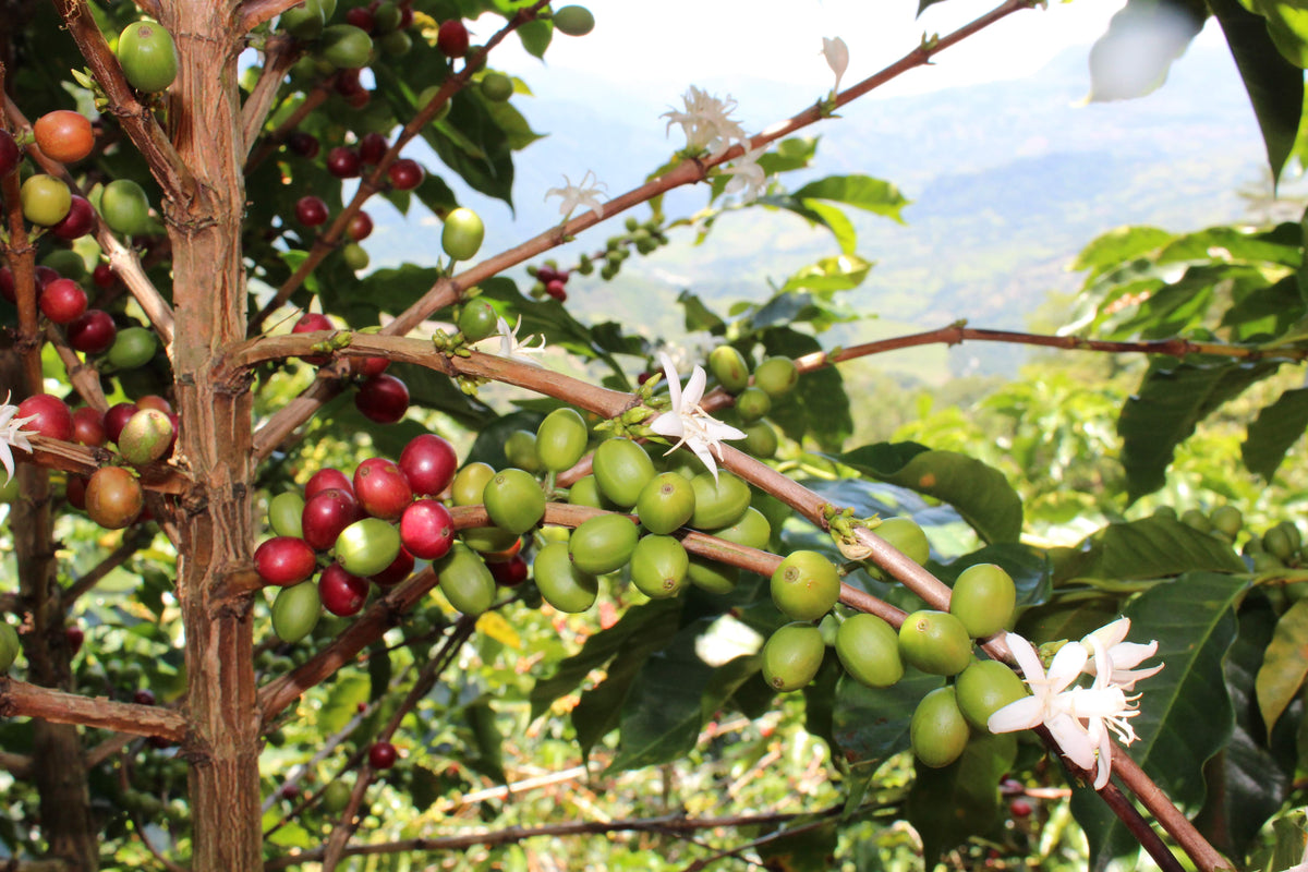 Medellin Coffee Roasters - LA MARIA